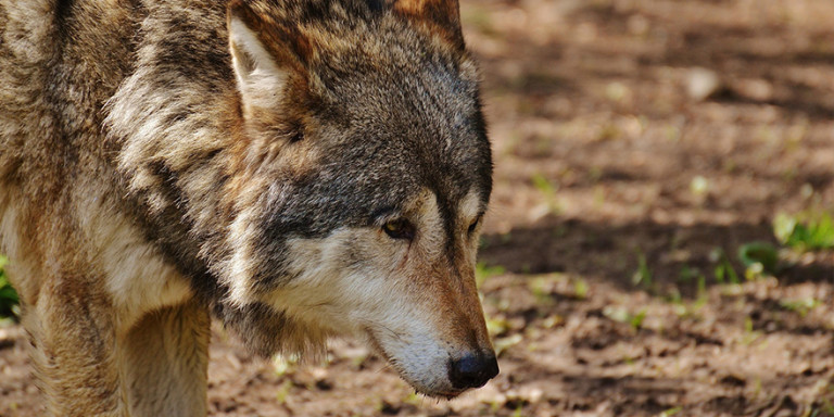 PIANO DI CONSERVAZIONE DEL LUPO: LA PRESIDENTE SERRACCHIANI DEVE OPPORSI ALL’ABBATTIMENTO DI QUESTI ANIMALI