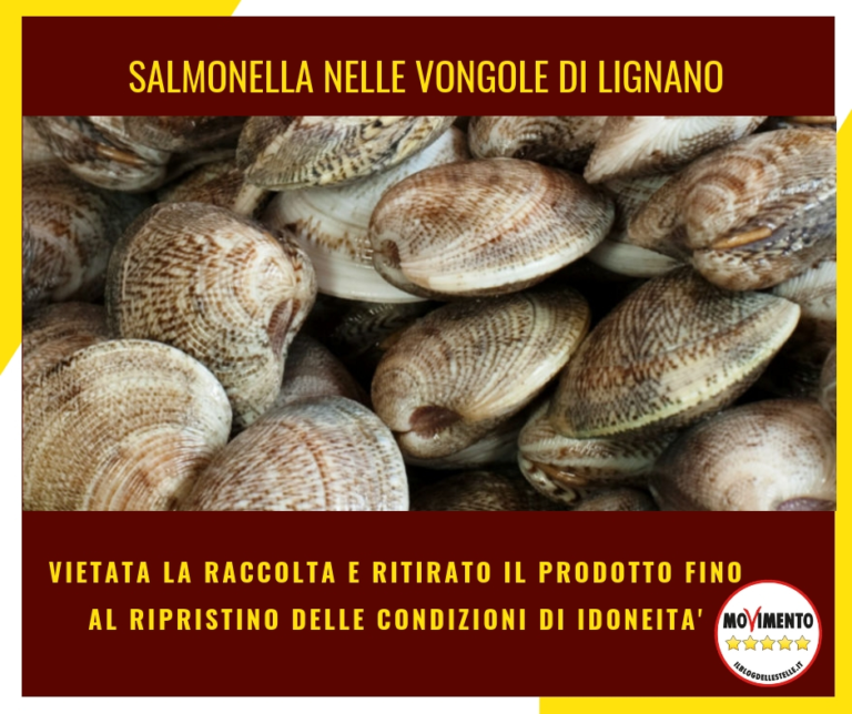 Sergo – Salmonella nelle vongole di Lignano