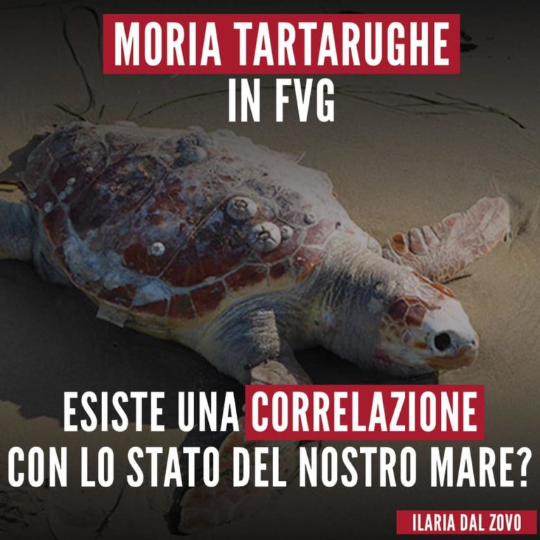 Moria tartarughe in Fvg correlata a condizioni del mare?