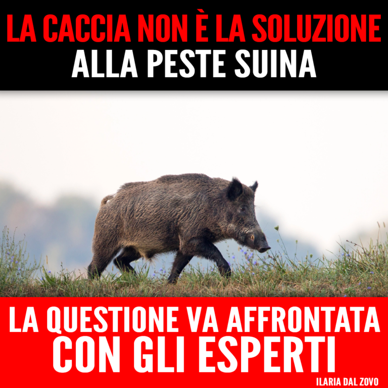 Caccia non è soluzione contro peste suina