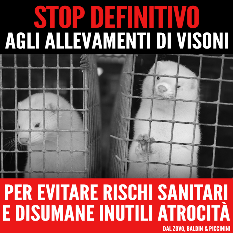 Stop definitivo agli allevamenti di visoni