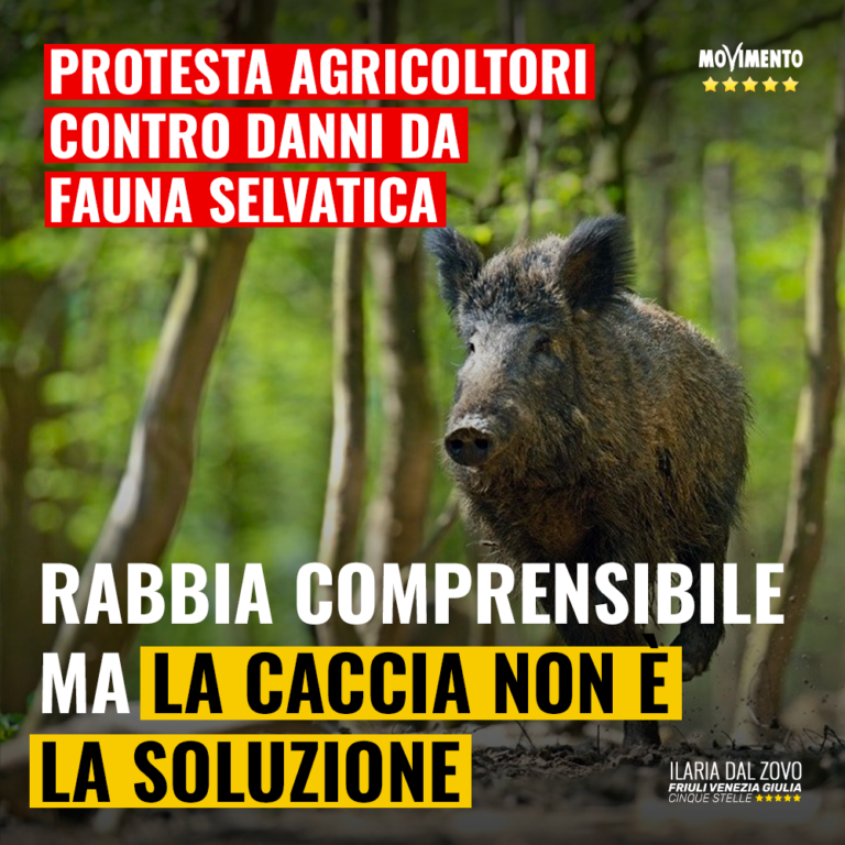 Cinghiali, comprensibile protesta agricoltori ma caccia non risolve