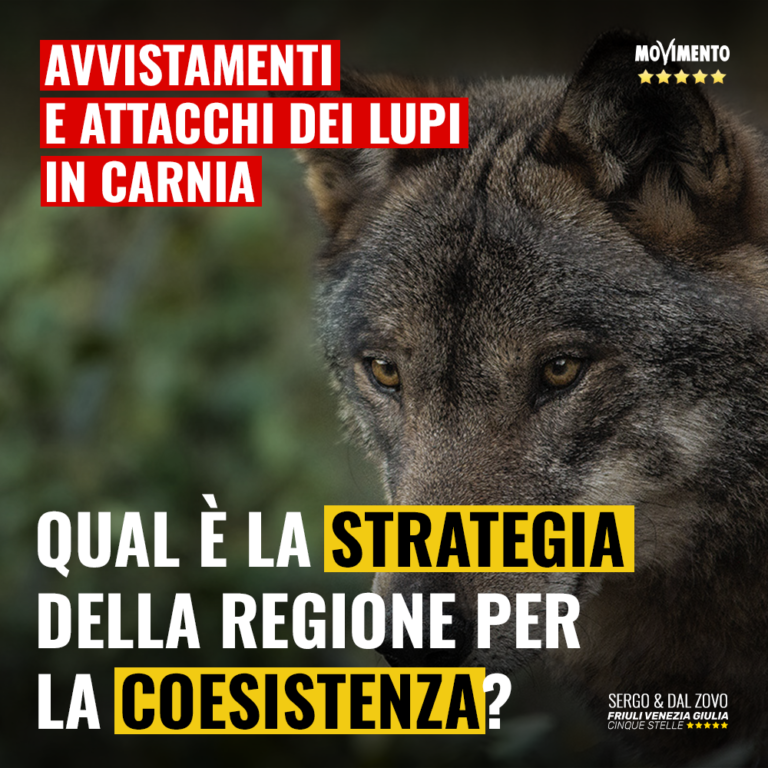 Lupi in Carnia, qual è la strategia della Regione per la coesistenza?